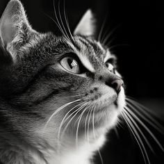 a black and white photo of a cat looking up