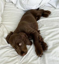 a brown dog laying on top of a bed next to white sheets and pillows,