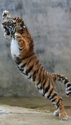 a tiger jumping up into the air to catch a frisbee