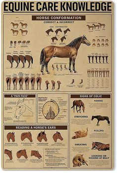 an equestrian poster with horses and their names on it's back side, including horse information