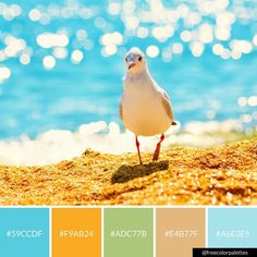 a seagull is standing on the sand at the beach in front of the ocean