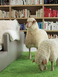 two sheep are standing in front of a couch and bookshelf on the floor