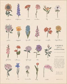 an illustration of various flowers and their names