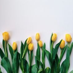 yellow tulips are lined up against a white wall