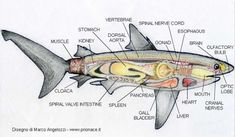 an image of a shark with labels on it's body and parts labeled in the diagram