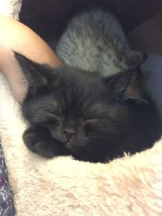 a black cat sleeping on top of a fluffy white blanket next to a person's hand