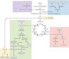 a diagram showing the flow of different types of substances and their functions in an organization