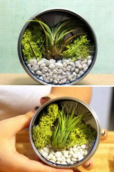 two pictures showing the same planter with rocks and grass in it, one has an air plant on top