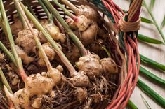 fresh ginger roots in a wicker basket