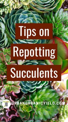 succulents with the title tips on repottiting succulents