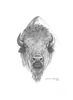 a drawing of a bison with long horns