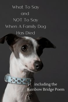 What To Say When A Family Dog Has Died - Waggy Tales Dog Died Quotes Thoughts, Prayers For Dogs Passing, Condolences For Pets Dogs, Prayer For Pet Passing, The Love Of A Dog Quotes, When A Dog Dies Quotes, Prayer For Dog Passing, Run Free In Heaven Dog Quotes, What To Say When Someone Loses A Pet