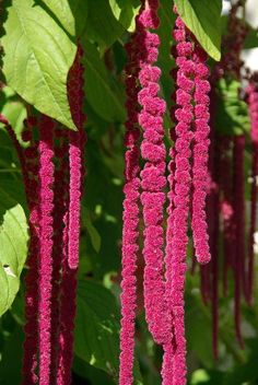 pink flowers are hanging from the branches of a tree in front of some green leaves