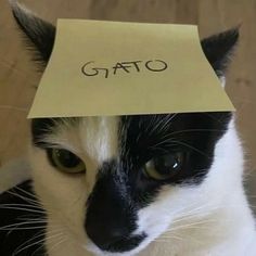 a black and white cat with a sticky note on its head that says gato