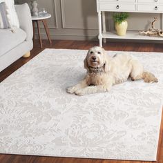 a dog laying on top of a white rug