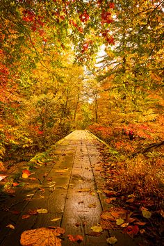 a wooden walkway surrounded by trees with leaves on the ground and autumn colors in the background