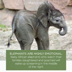 an elephant standing in front of a rock wall with the caption elephants are highly emotionally baby african elephants who watch their families slaughter