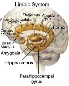 an image of the human brain with labels on each side and other parts labeled in red