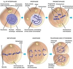 the different types of cell membranes and their functions are shown in this diagram, which shows