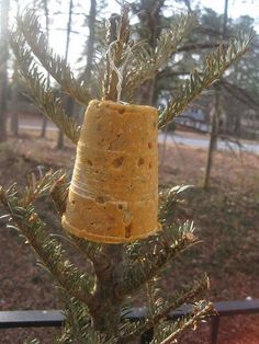 a bird feeder hanging from the top of a pine tree