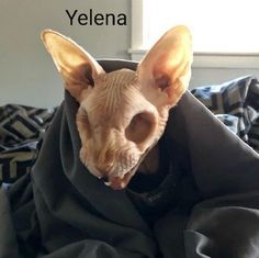 a hairless dog wearing a black coat