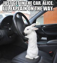 a white rabbit sitting in the driver's seat of a car with its head on the steering wheel