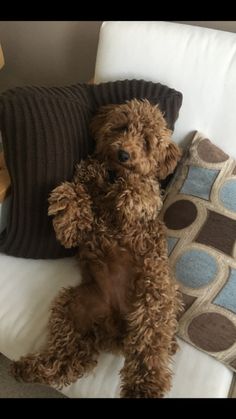 a brown dog sitting on top of a white couch next to pillows and a lamp