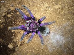 a purple and black spider on the ground