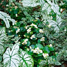 white flowers and green leaves in the ground