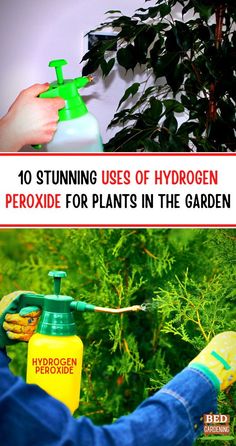 10 Stunning Uses Of Hydrogen Peroxide For Plants In The Garden | Bed Gardening. Every plant needs nutrients like fertilizer to grow. Hydrogen peroxide also acts as a fertilizer. Excess oxygen of hydrogen peroxide helps plants to absorb minerals and nutrients from the soil. You can use hydrogen peroxide mixed in the soil and also spray with water. Peroxide For Plants, Hydrogen Peroxide For Plants, Uses Of Hydrogen Peroxide, Hydrogen Peroxide Uses, Plant Problems, Hormone Health, Health Knowledge, Hydrogen Peroxide, Holistic Medicine