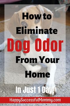 a dog sitting on the floor with text overlay that reads how to eliminating dog odor from your home in just 1 day