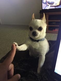 a small white dog sitting on top of a rug next to a laptop computer screen