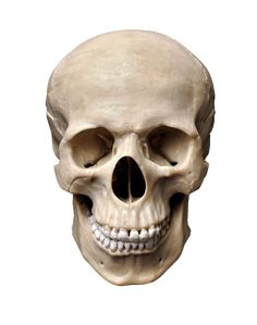 a human skull is shown on a white background