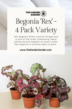 three potted plants sitting on top of a table next to a white sign that says begona'rex - 4 pack variety