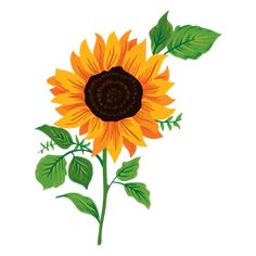 a yellow sunflower with green leaves on a white background