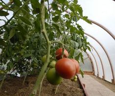 tomatoes growing on the vine in a greenhouse