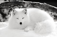 a white fox laying in the snow with its eyes closed and it's head resting on his paws