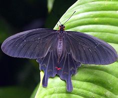 a black butterfly sitting on top of a green leaf