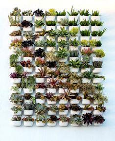 a wall mounted planter filled with lots of different types of succulents