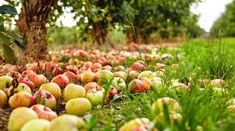 many apples that are laying in the grass