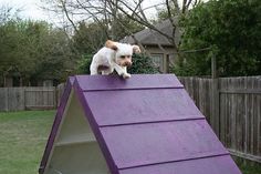 a small white dog standing on top of a purple roof in a yard with trees