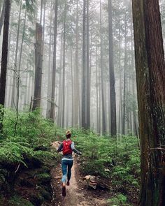 a person is running in the woods on a foggy day with trees and ferns