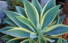 a close up of a plant with green leaves