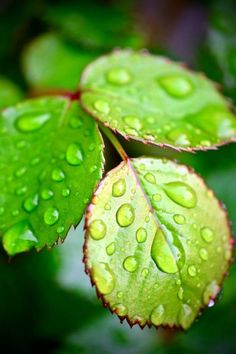 green leaves with water drops on them