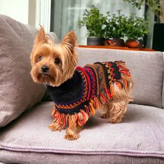 a small brown dog wearing a sweater on top of a couch