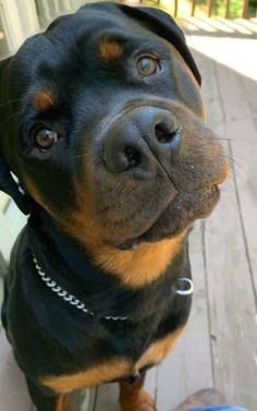 a black and brown dog sitting on top of a wooden floor next to a person