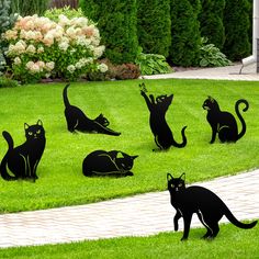 several black cats are sitting in the grass