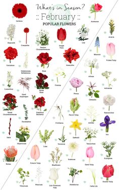 a poster with different types of flowers on it