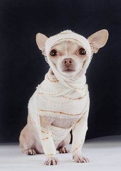 a small dog wearing a white sweater and wrapped around it's head, sitting in front of a black background