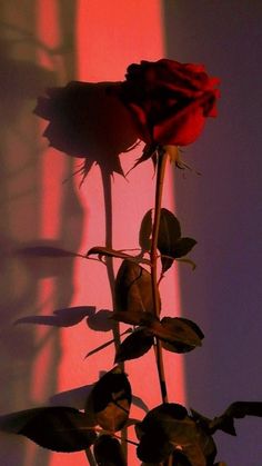 Rose Dark Aesthetic Flower, Shadow Asthetic Picture, Red Rose Wallpaper Iphone, Roses Background Aesthetic, Dark Rose Wallpaper, Asthetic Rosa, Dark Rose Aesthetic, Red Roses Aesthetic